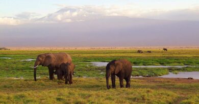 Best Safari Countries in Africa