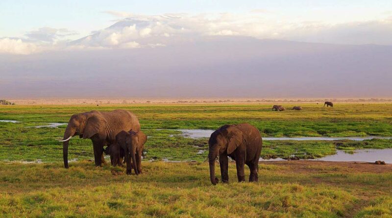 Best Safari Countries in Africa